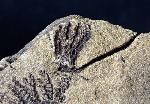 Sostronocrinus sp. (STRIMPLE & McGINNIS 1969) - Bild © FossNet FossilienStore